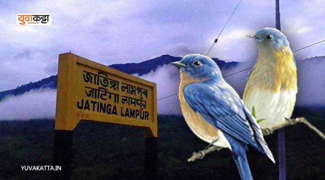 Jatinga Vally: वाचून आच्छर्य वाटेल पण खरंय..! येथे दरवर्षी वेगवेगळ्या ठिकाणहून येऊन हजारो पक्षी आत्महत्या करतात..